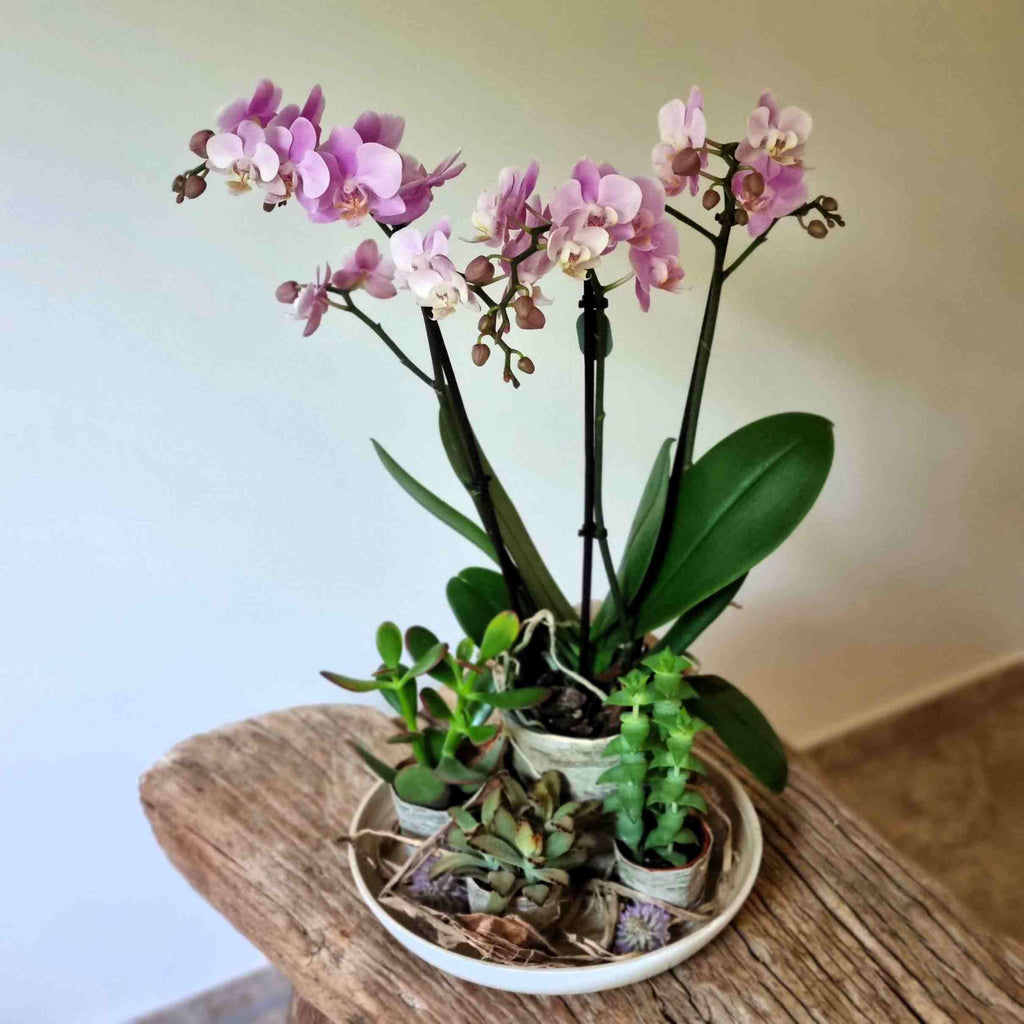 Bepflanzung mit Orchidee, Kreation von fleurs-devie.ch – Orchidée, création de fleurs-devie.ch