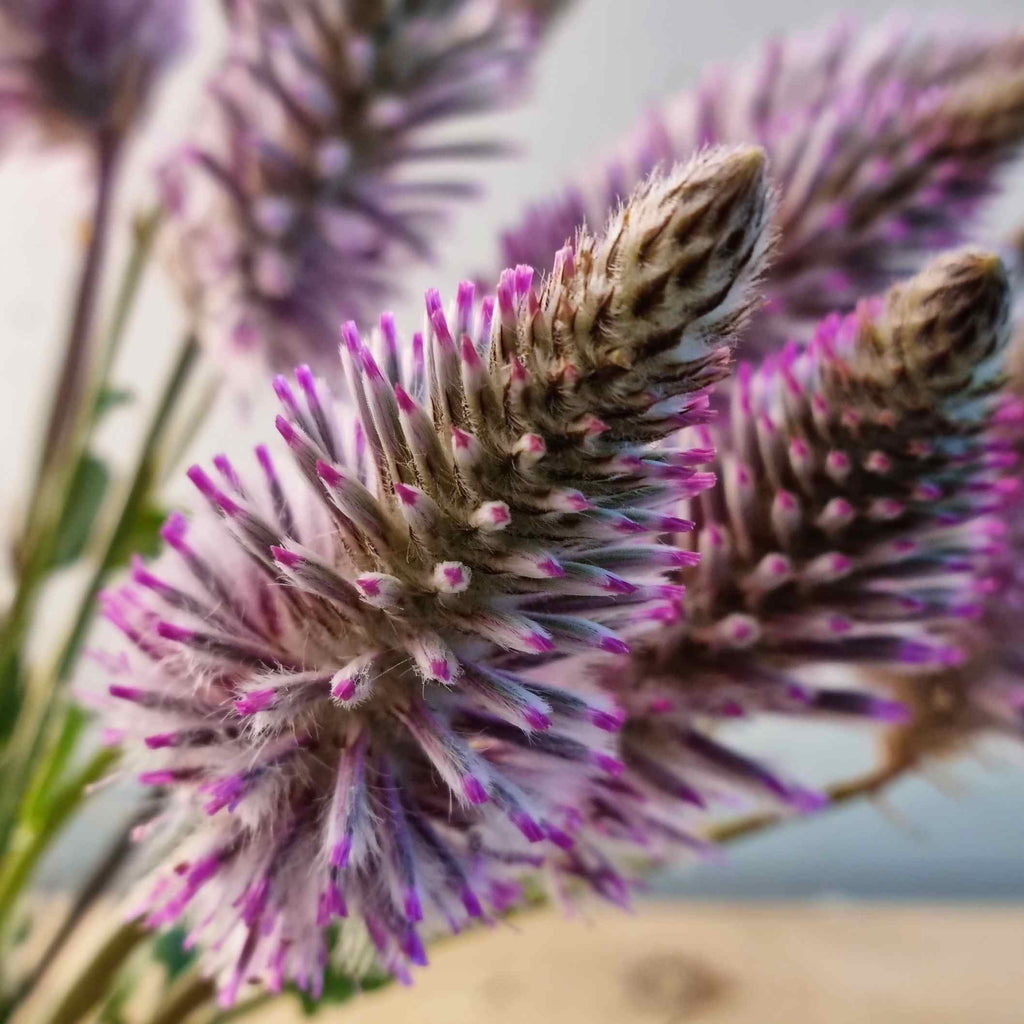 Federbusch, fleurs-devie.ch - Ptilotus, fleurs-devie.ch